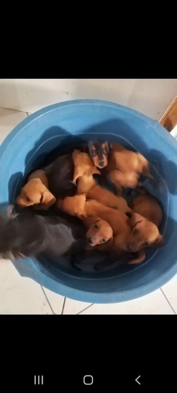 Darchshund ( salsicha) - Foto 2