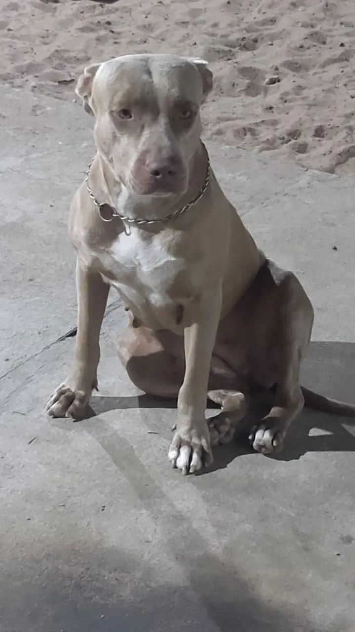 Pitbull filhotes  - Foto 4