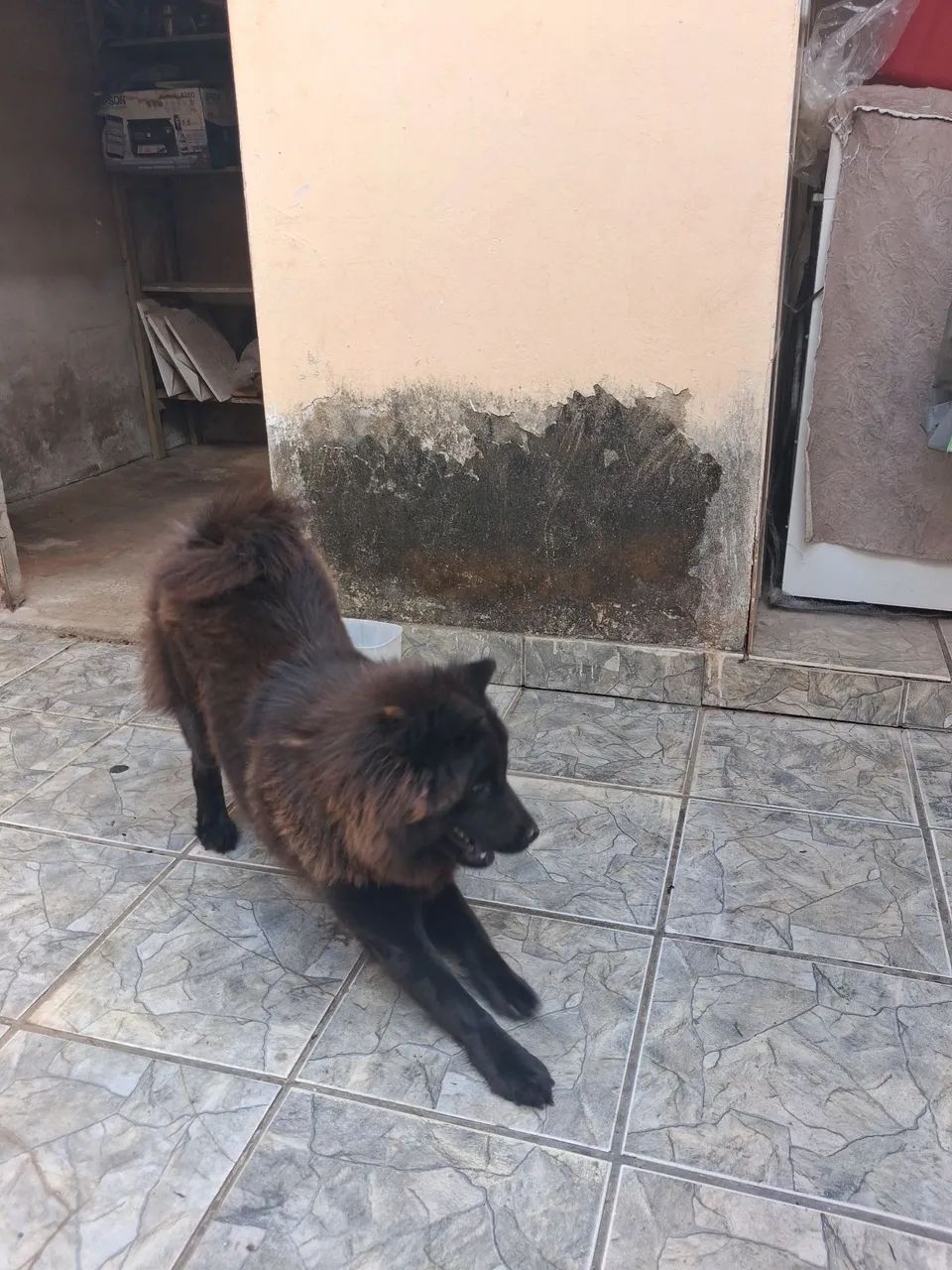 Vende-se chow chow - Foto 3