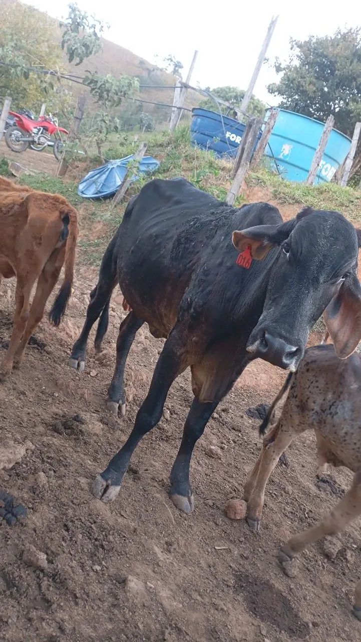 Vaca e bezerro gir 