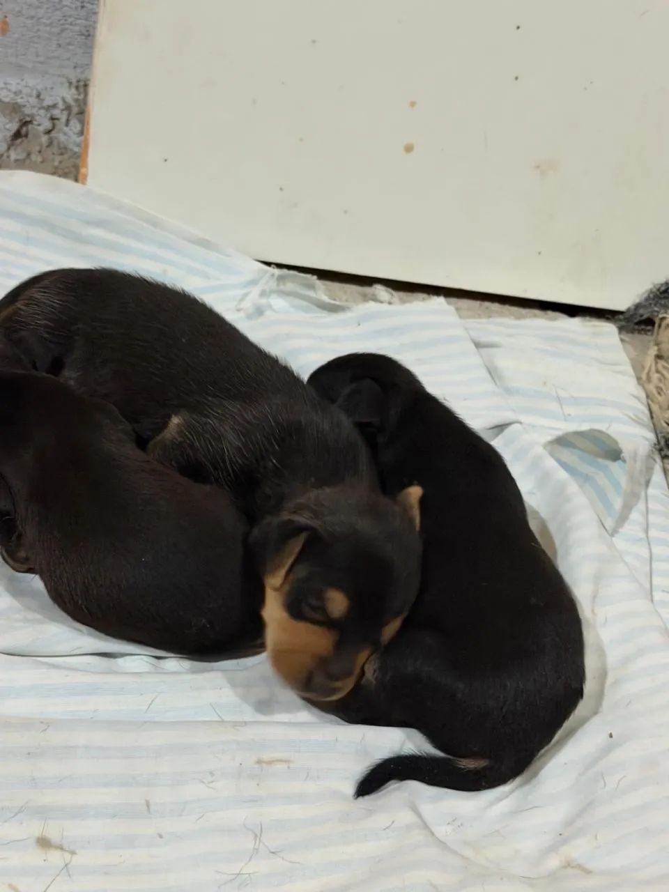 Cachorro pinche  - Foto 4