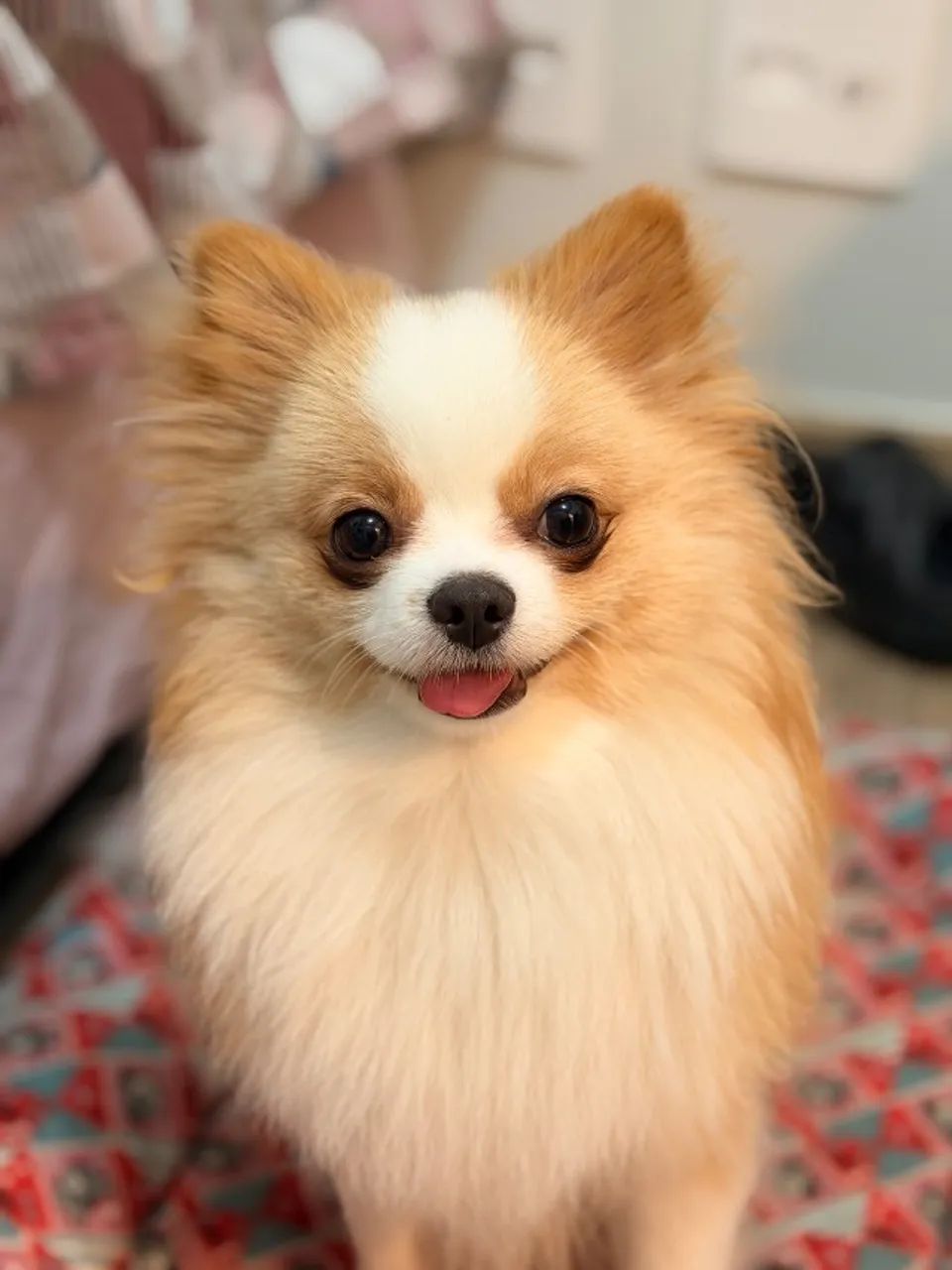 Spitz alemão 