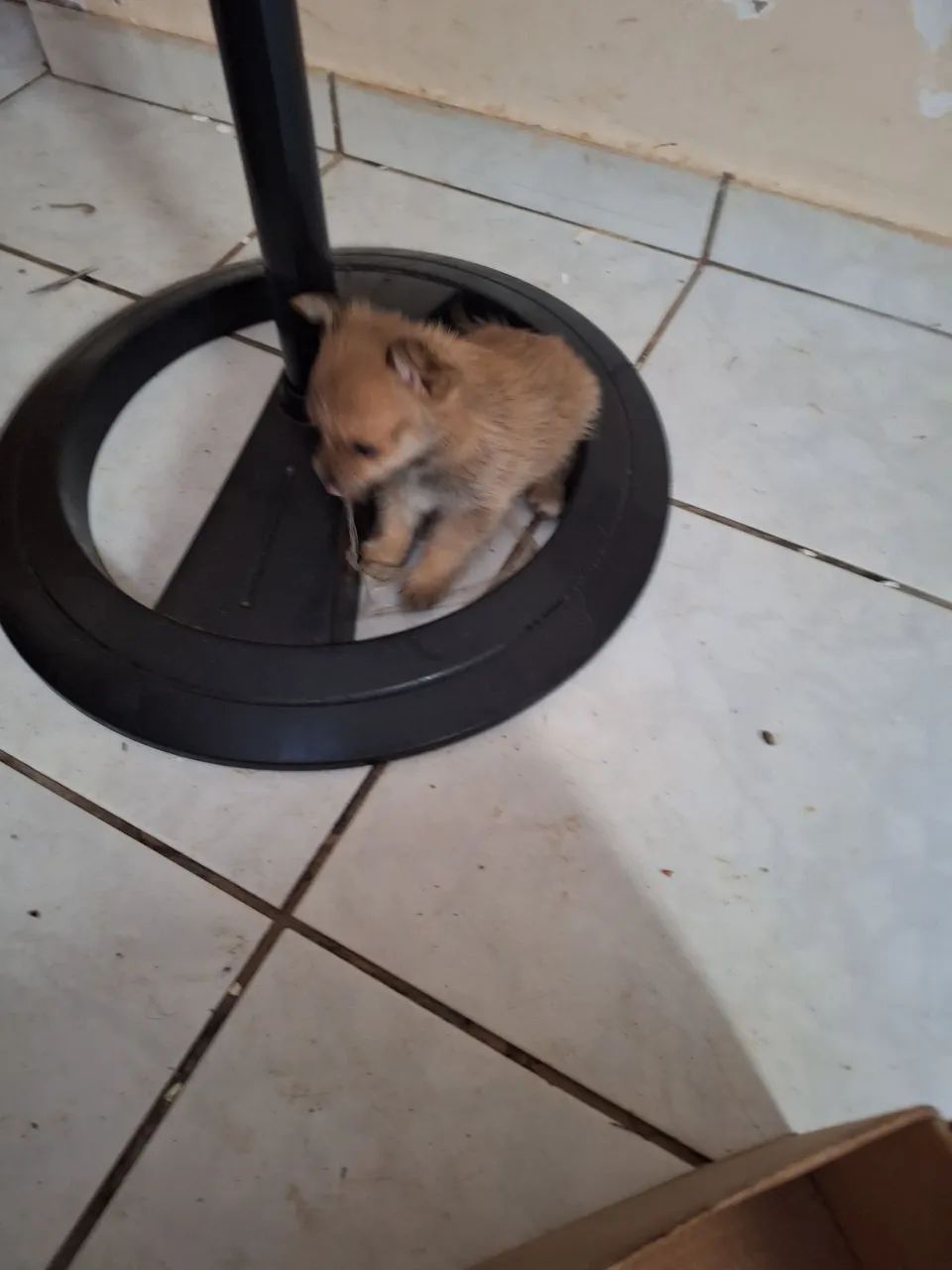 Cachorro split alemão  - Foto 4