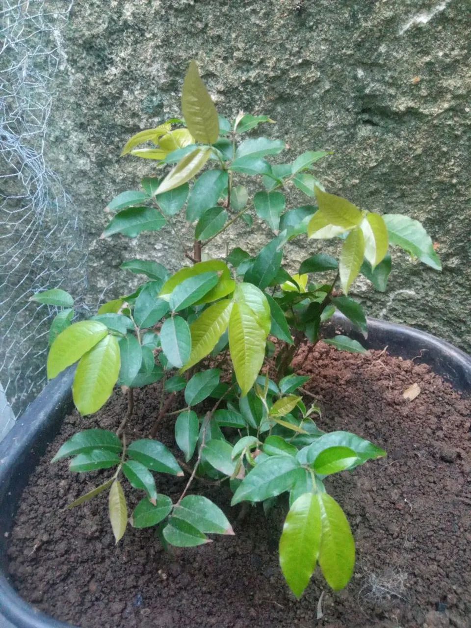 Muda de jabuticaba