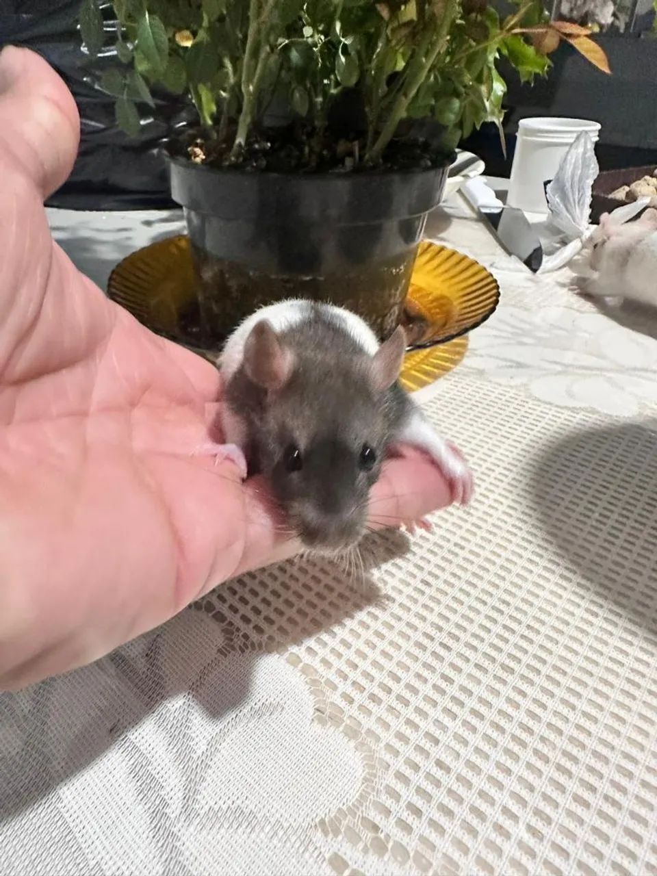 Duas Ratinhas Twister - Foto 6