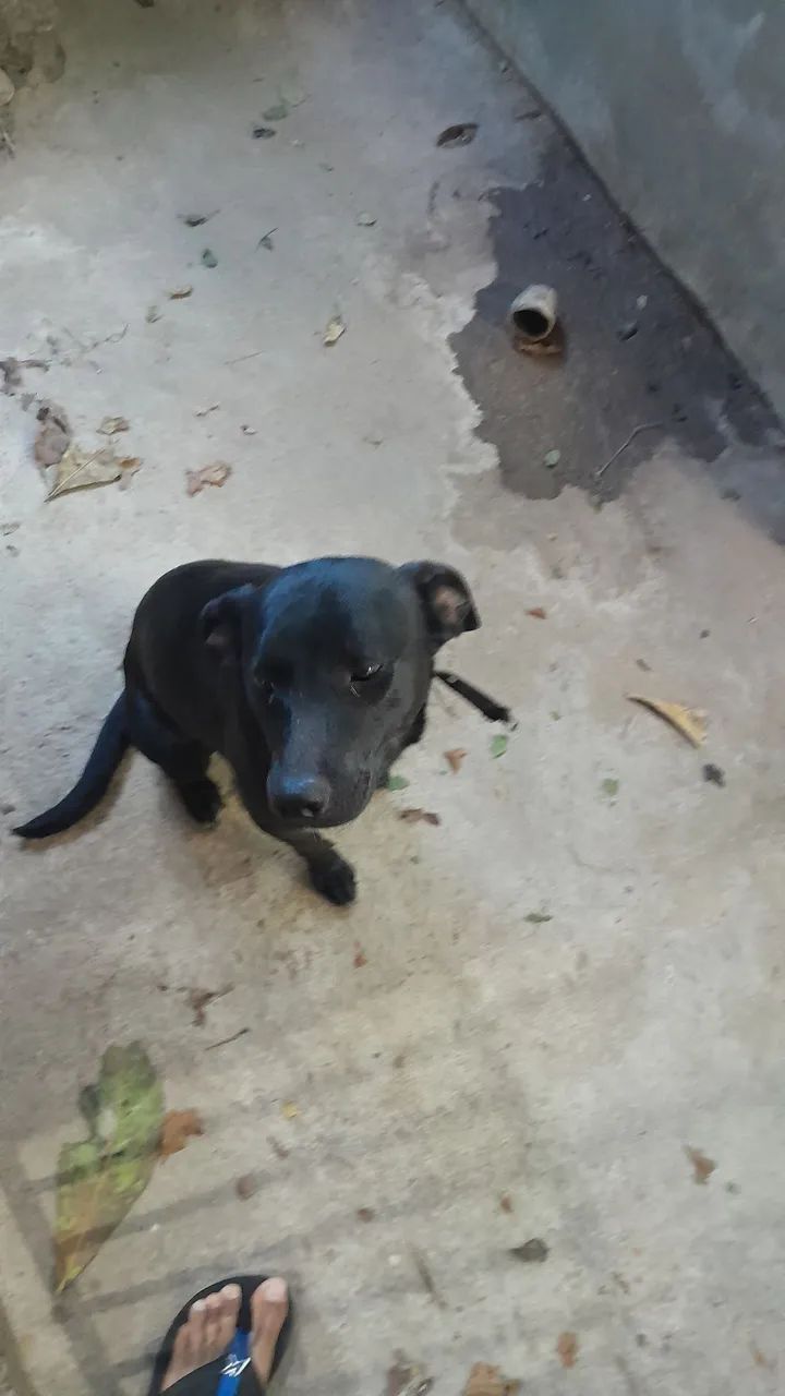 Doação de 2 cachorros 1 Macho e Fêmea  - Foto 3
