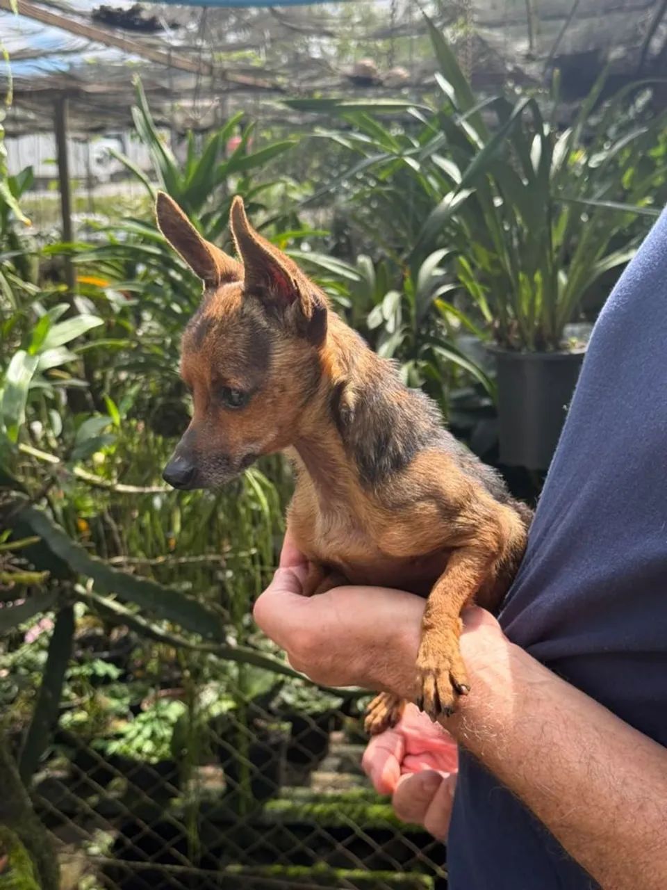 Pinscher padreador. - Foto 3