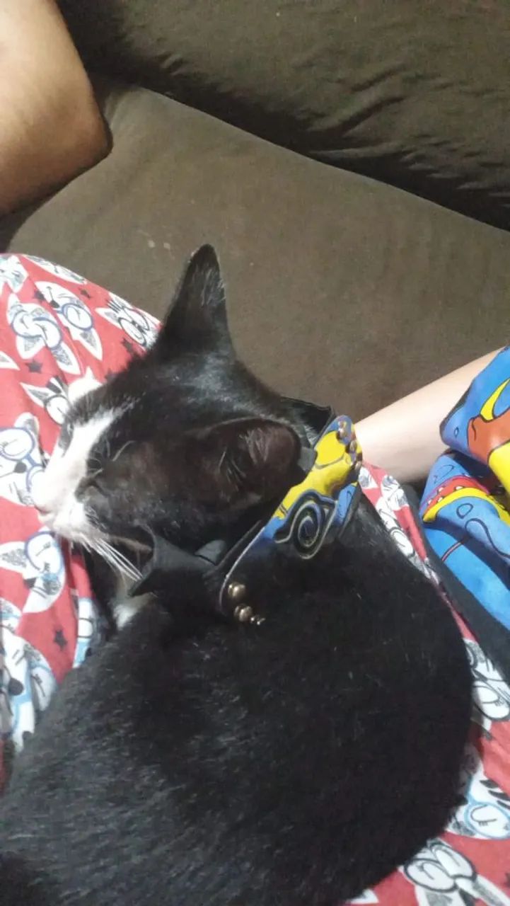 Gato para doação - Foto 2