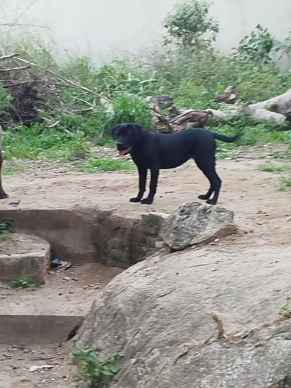 Cane corso - Foto 3