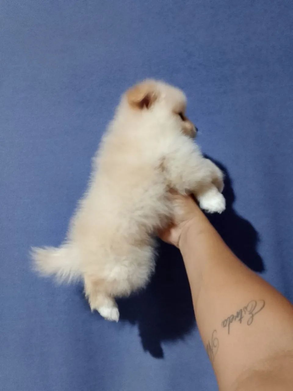 spitz alemão macho  - Foto 5