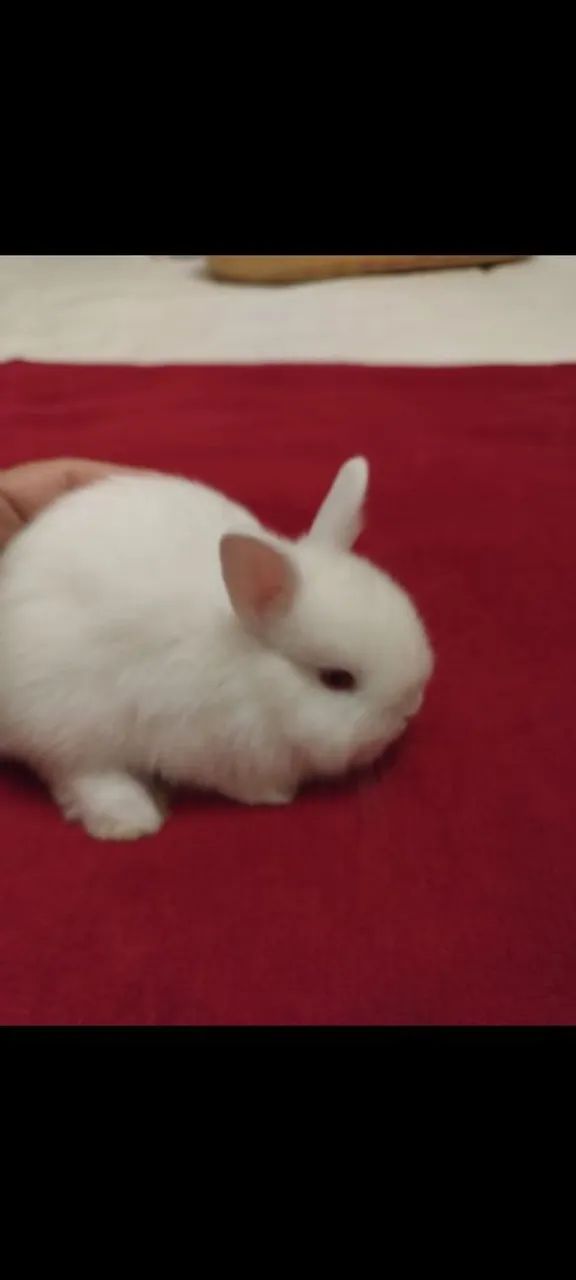 Lindos e disponíveis 