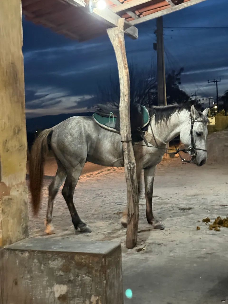 Cavalo garanhão inteiro - Foto 6
