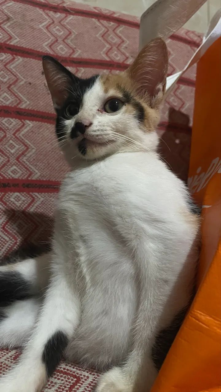 ADOÇÃO RESPONSÁVEL GATA DE 2 MESES  - Foto 5