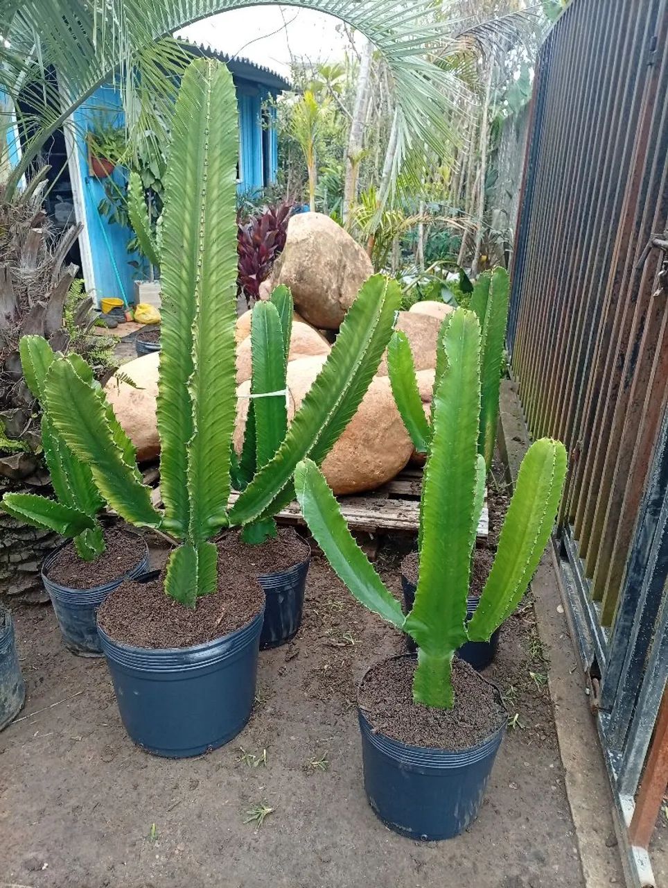 Vaso de cactos ? - Foto 2