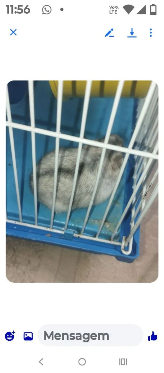 Vendo ou troco, casal d ramister anão Russo. - Foto 3