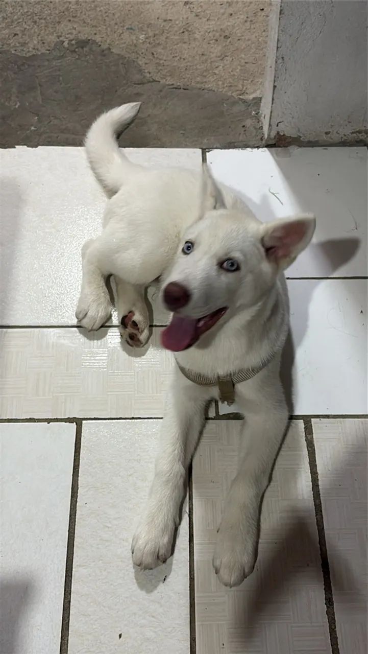 Husky siberiano 