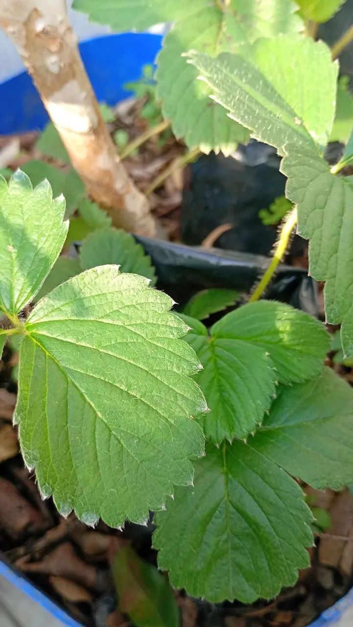 Muda de morango. - Foto 4