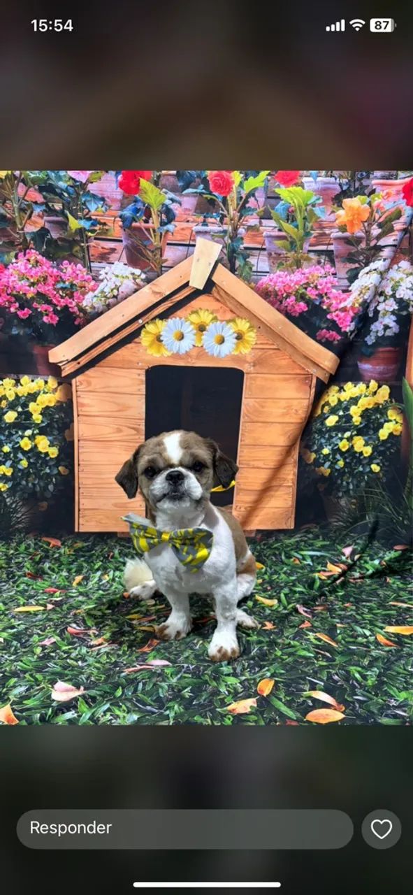 Vendo Shihtzu  - Foto 2
