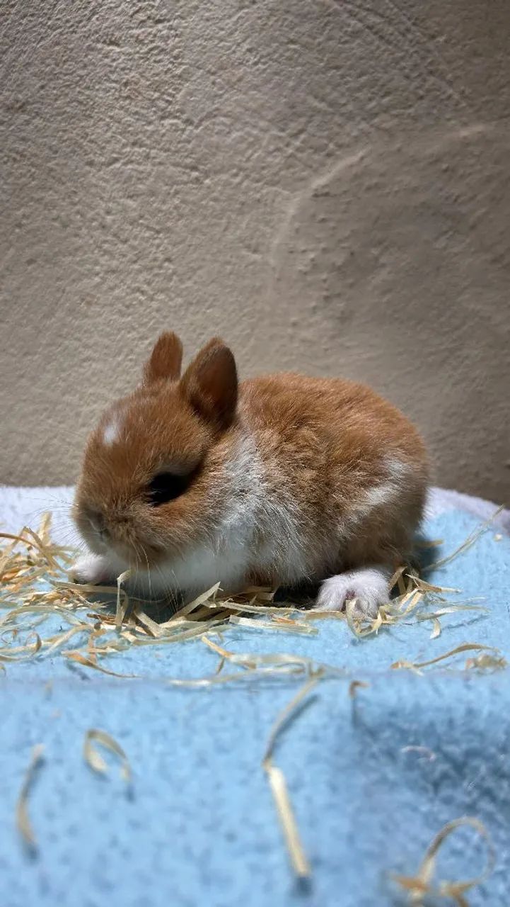 Mini coelho netherland             