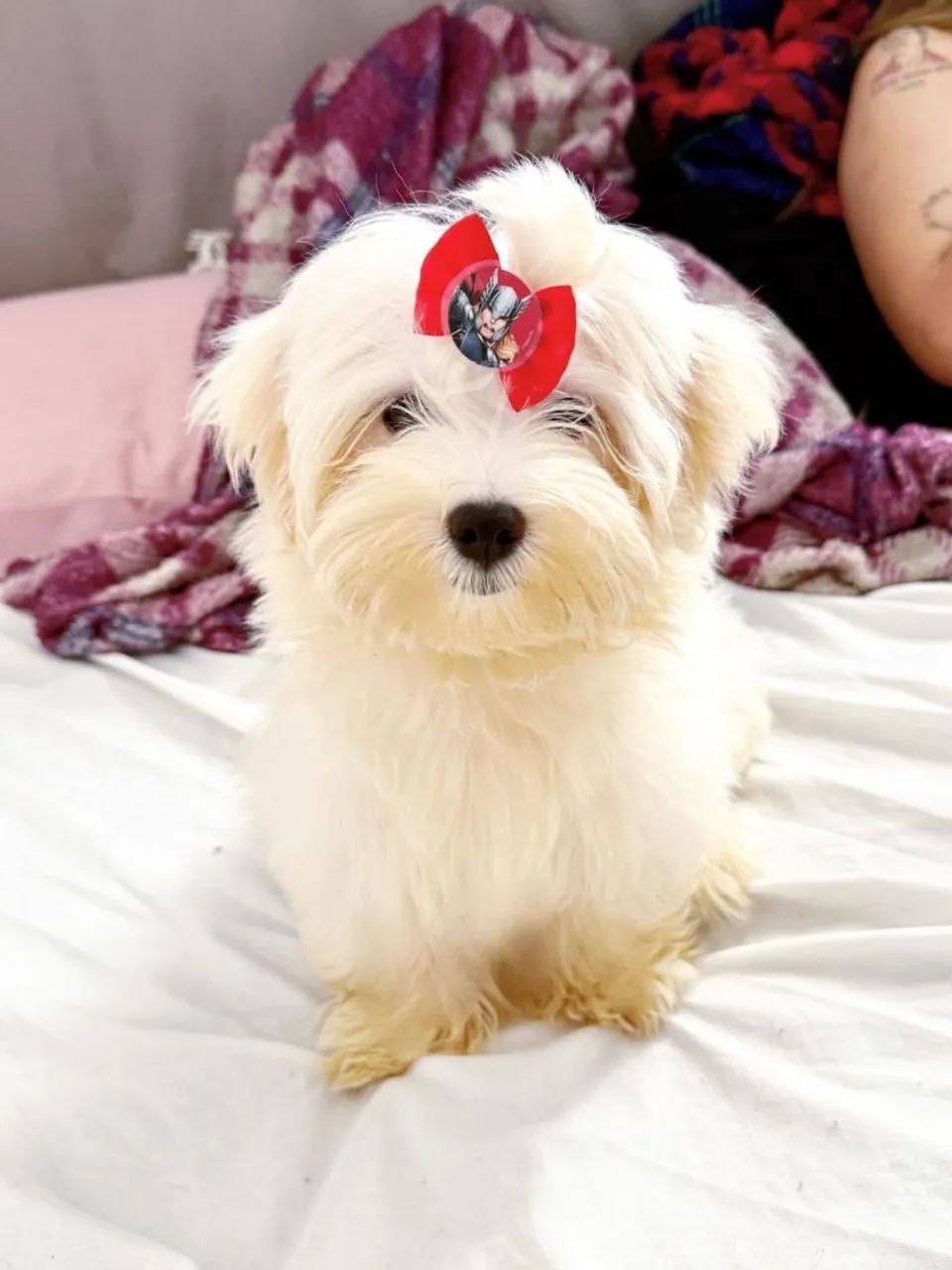 Maltês Macho Micro 