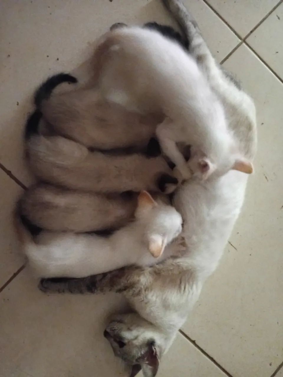 Gatos Siameses  - Foto 4