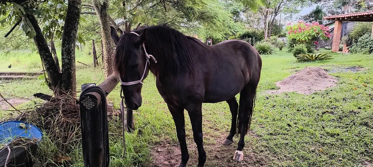 Cavalo Puro Sangue Lusitano - Foto 6