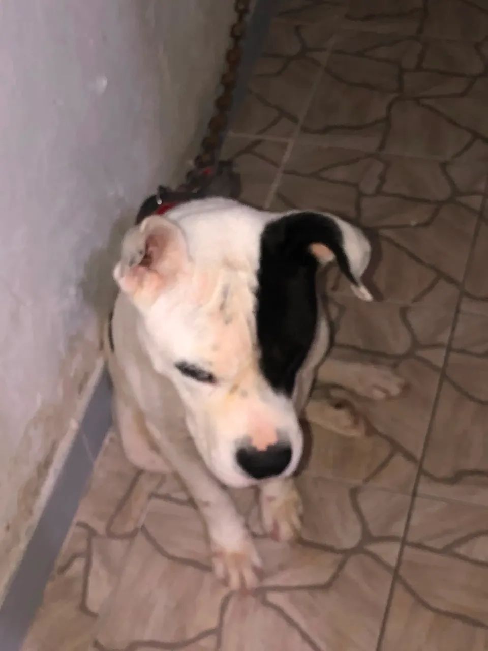 Cachorro pra a doação - Foto 2