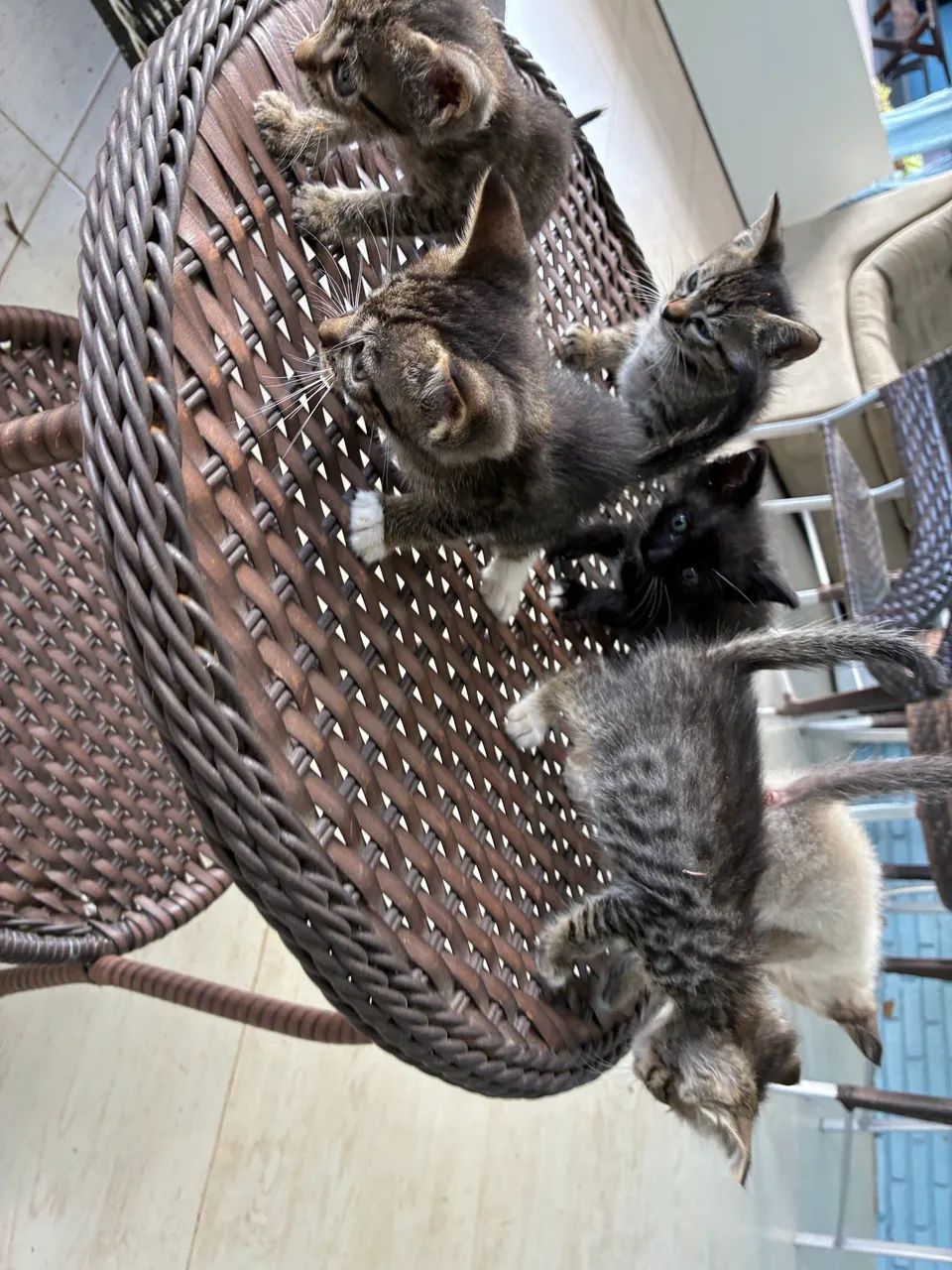 Adoção de gatos  - Foto 2