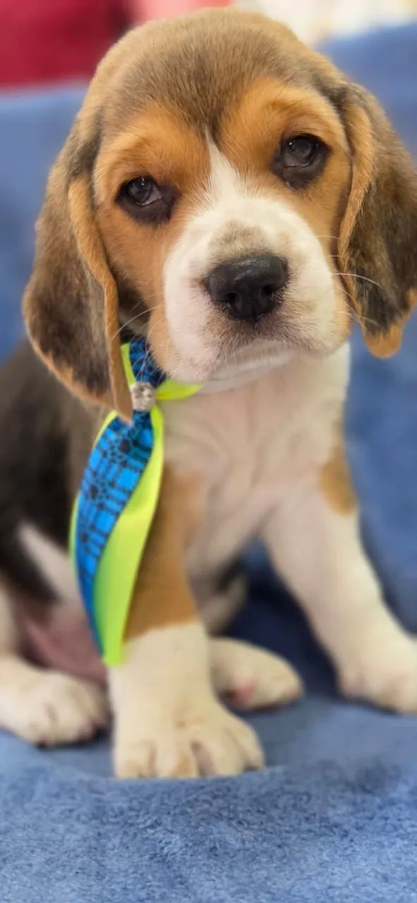 Beagle Macho tricolor 55 dias