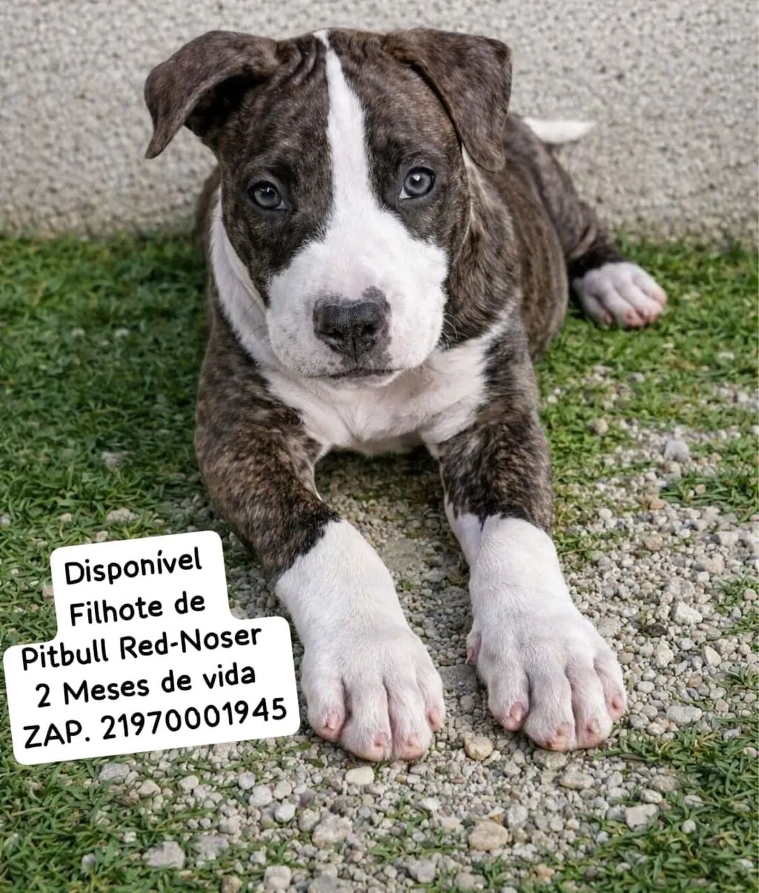 Vendo pitbull red nose  - Foto 2