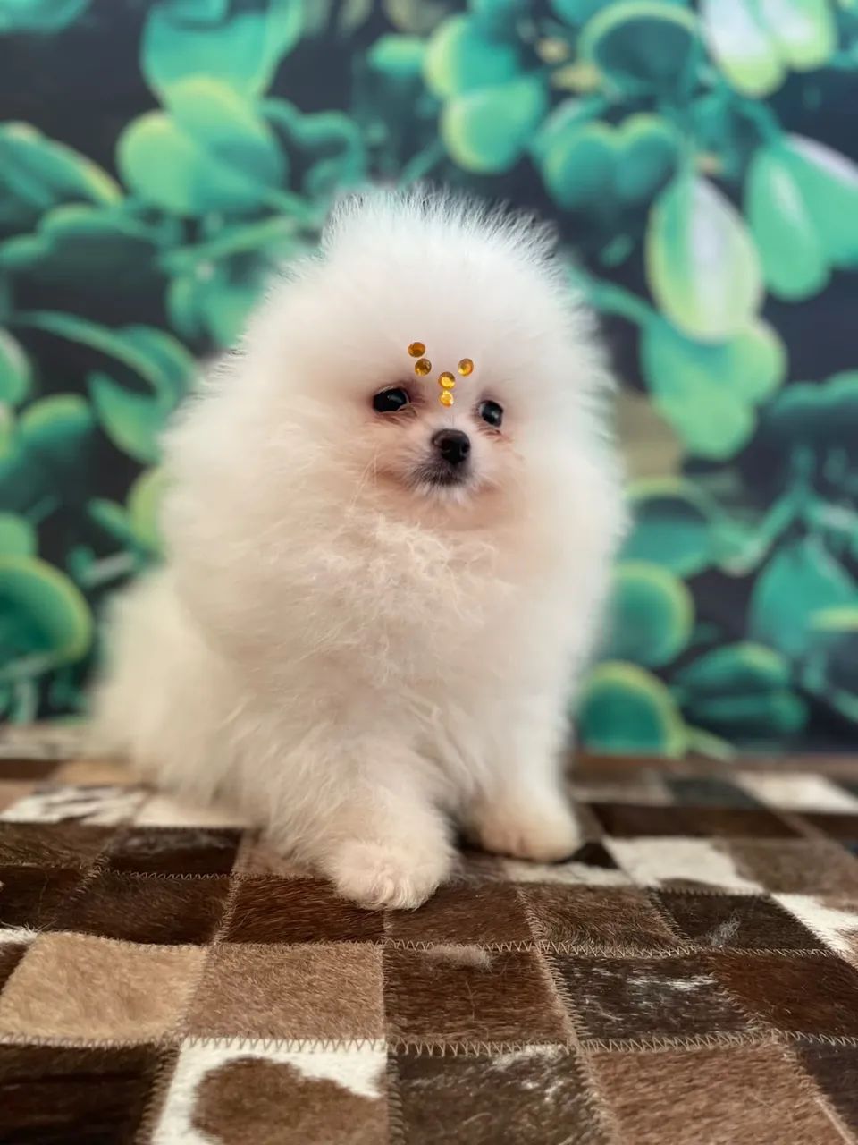 Spitz alemão 