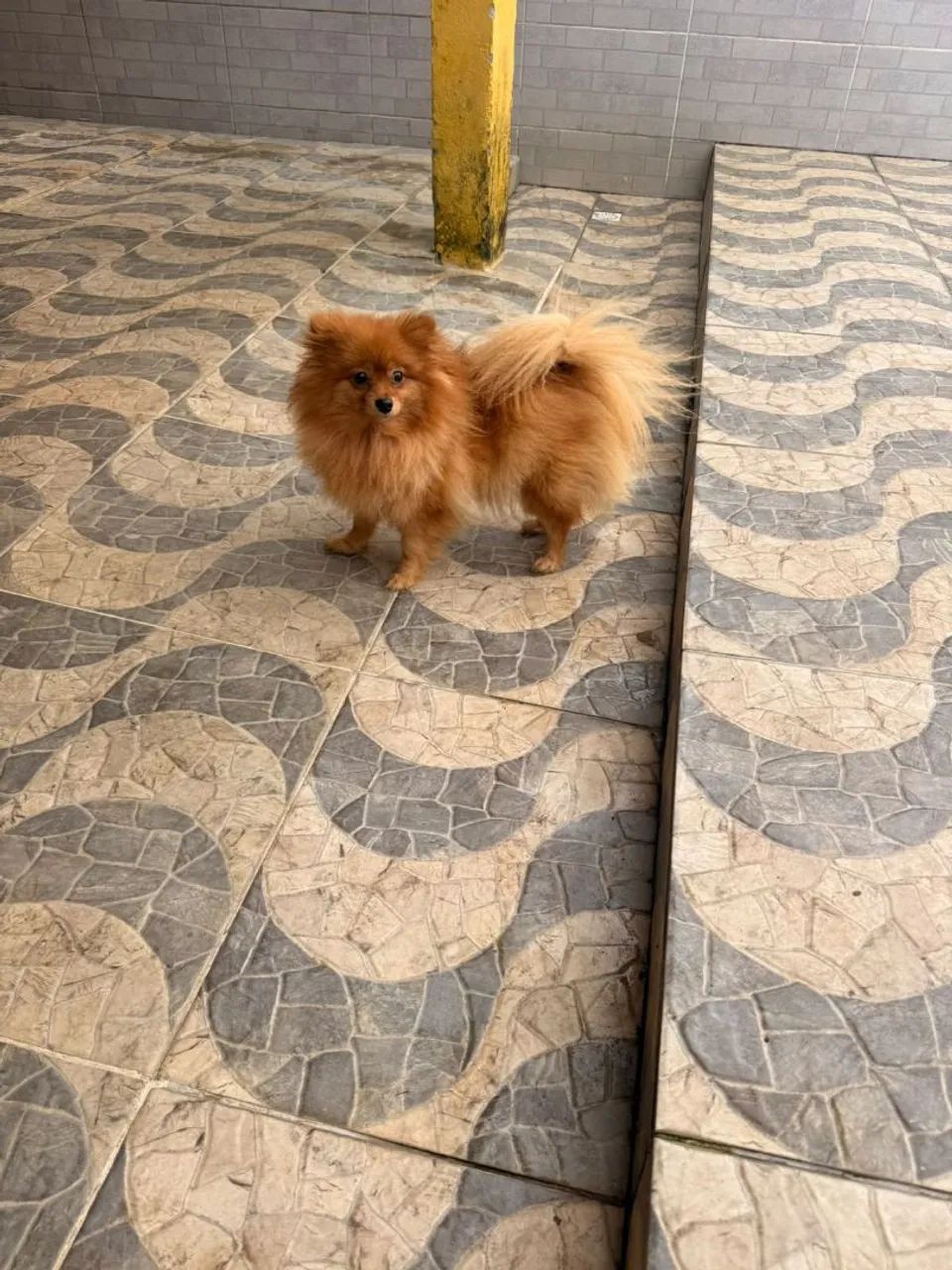 Cachorro  - Foto 2
