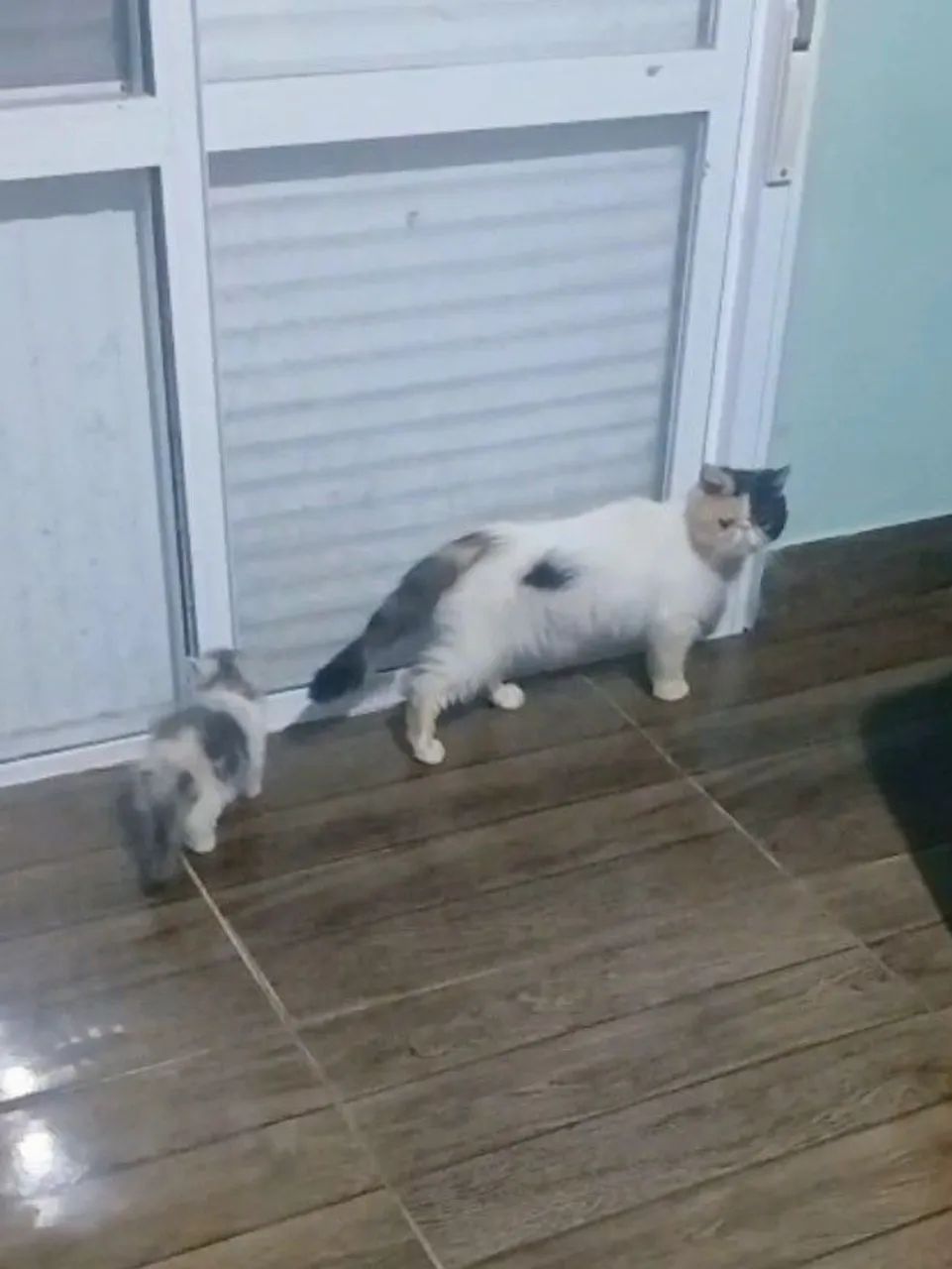 Linda fêmea exótica tricolor