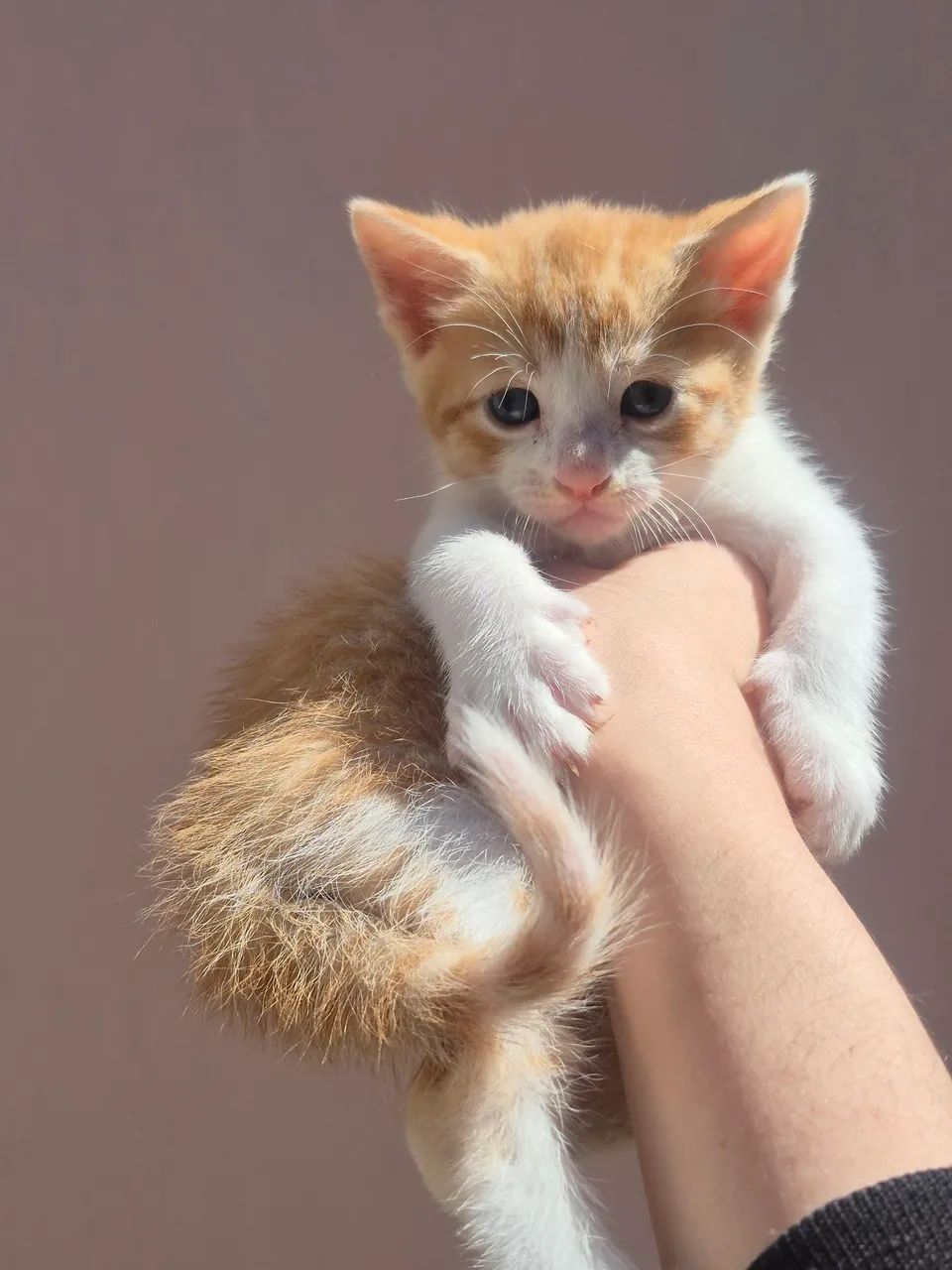 Doação - Gato 