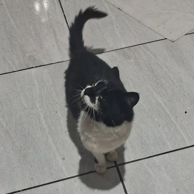 Gata - Foto 3