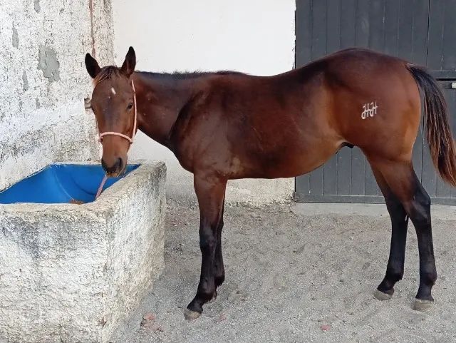 Potro quatro de milha PO - Foto 4
