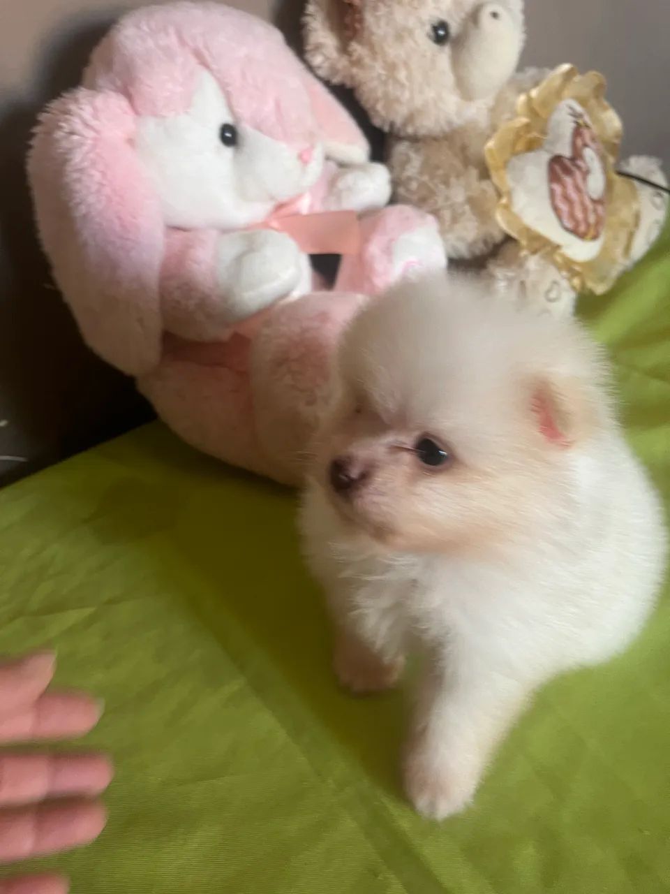 Lindo bebê Spitz alemão  - Foto 3