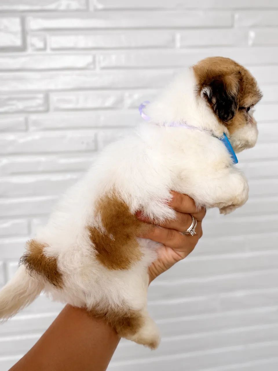 Lhasa apso machinho  - Foto 2