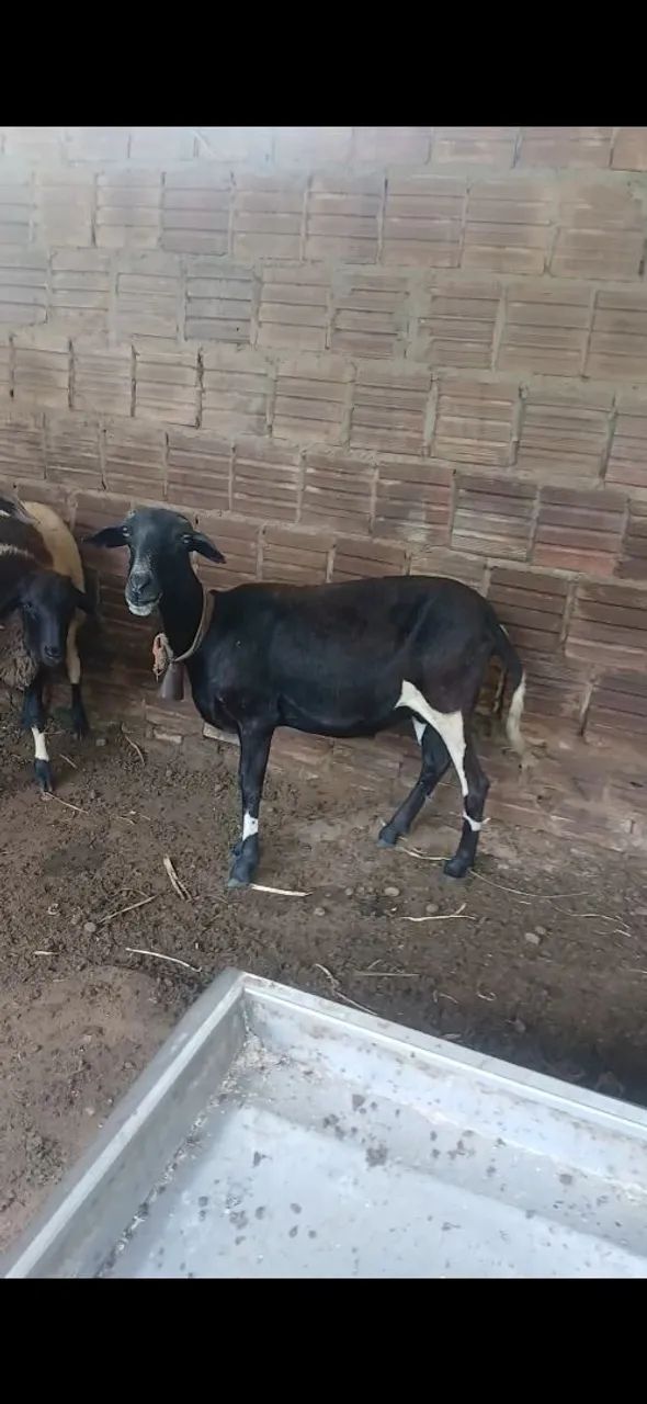 Ovelhas  - Foto 2