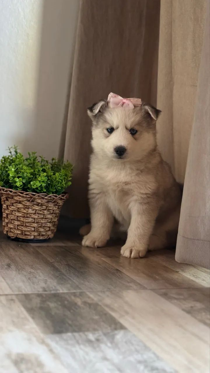 Husky siberiano Fêmea  - Foto 3