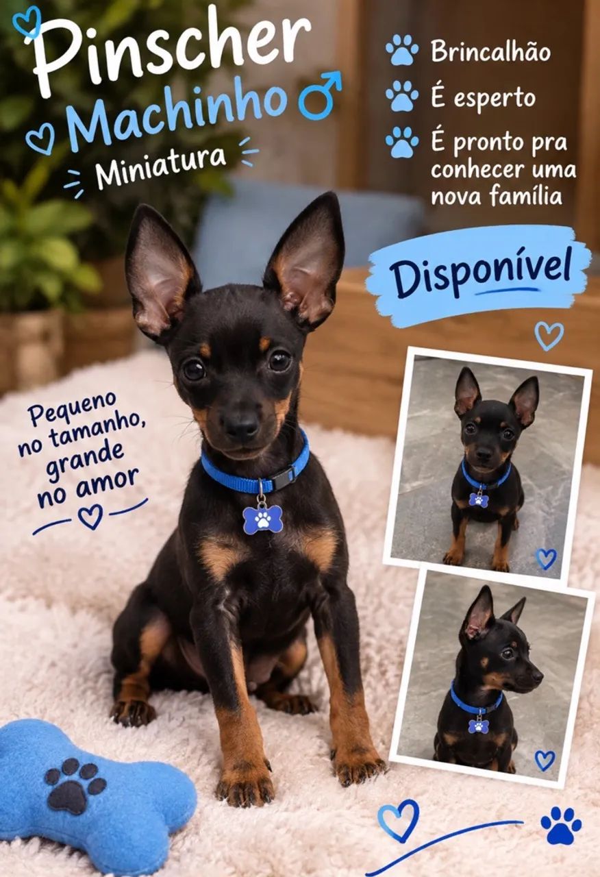 Pinscher macho disponível  - Foto 2