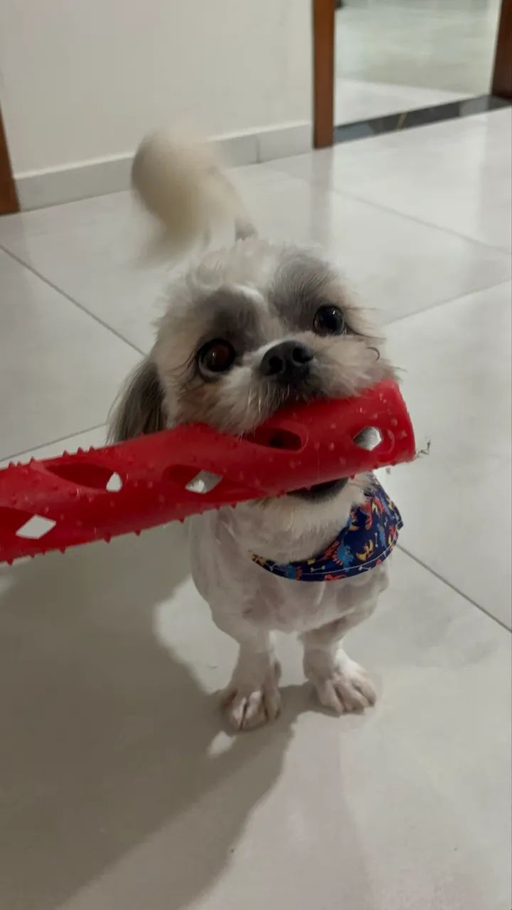 Doa se shih tzu macho  - Foto 2