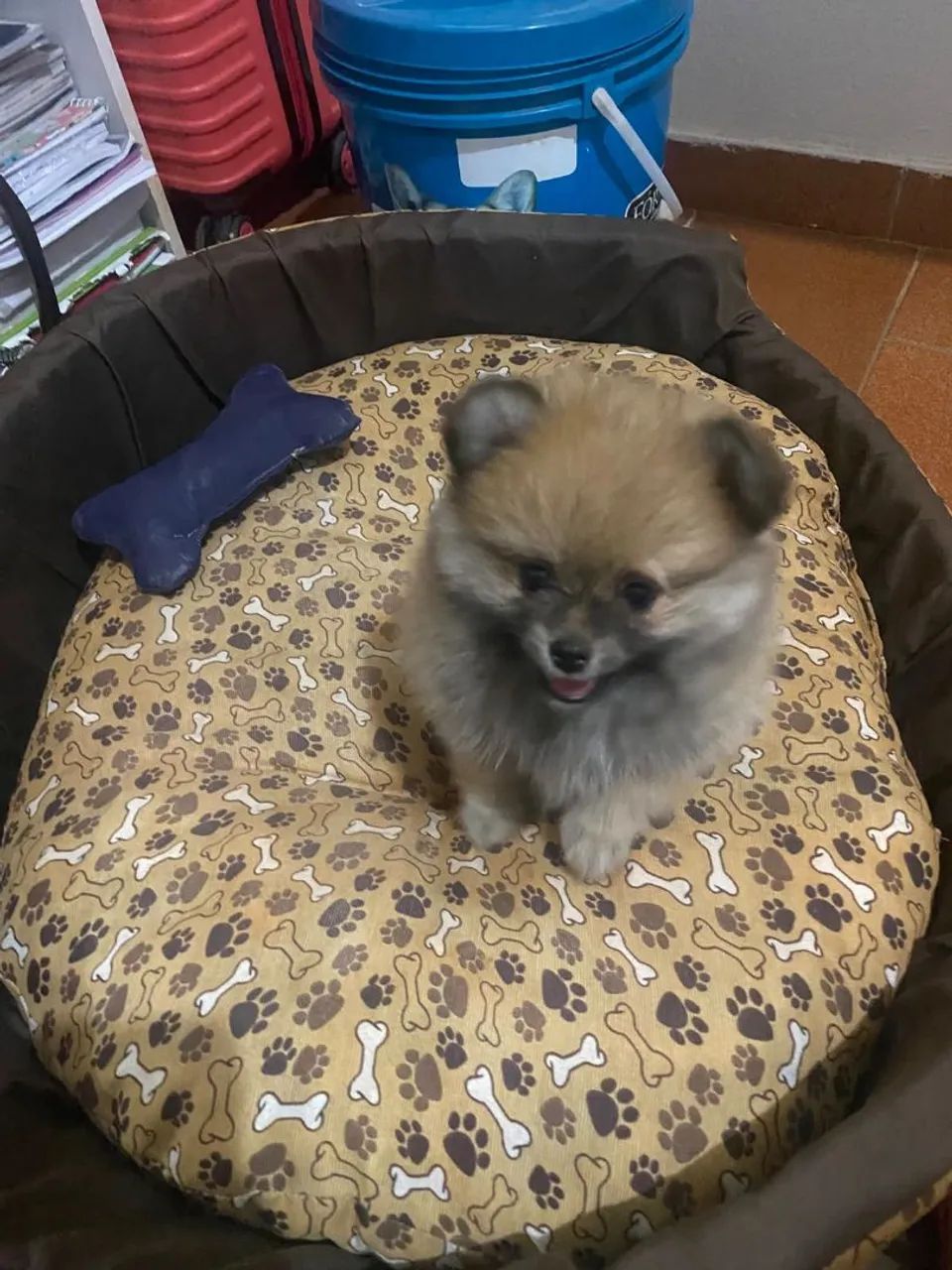 Spitz alemão 