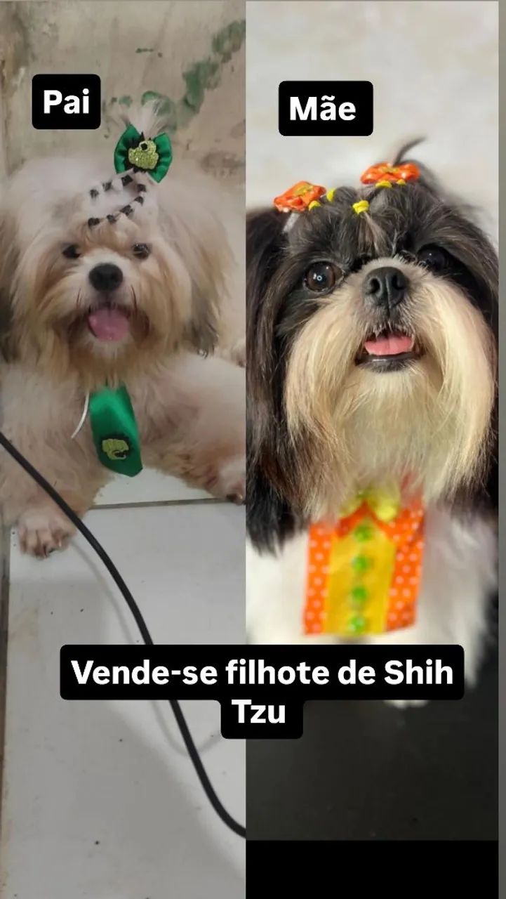 Vende-se filhote de Shih Tzu 