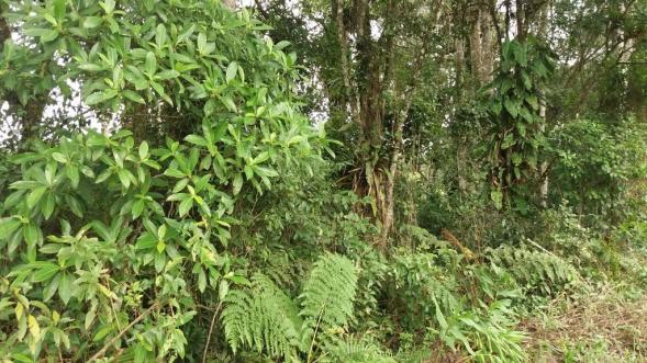 Terreno à venda em itapoá medindo 12 x 30, total 360 m² por r$ 60.000 - farol do itapoá ii - Foto 4