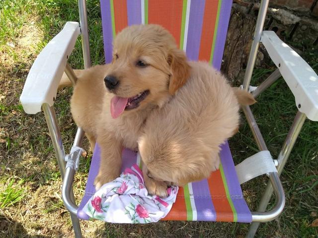 Lindos filhotes de Golden, a pronta entrega, com pedigree