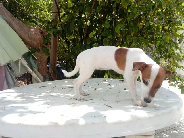 Filhote Fêmea Jack Russell Terrier - "Cachorro do Máscara" com Pedigree - Foto 6