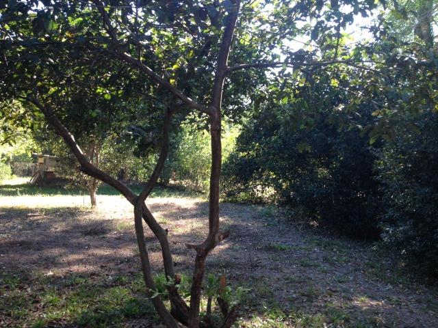 Pesqueiro região de Santo Antonio Do leverger - Foto 14