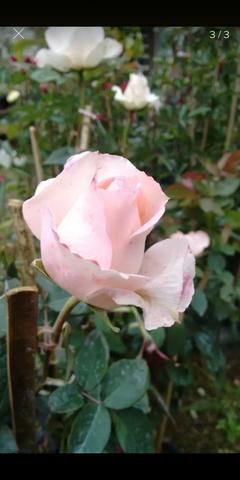 Lindas rosas Paulista para o seu jardim , para vasos ou chão