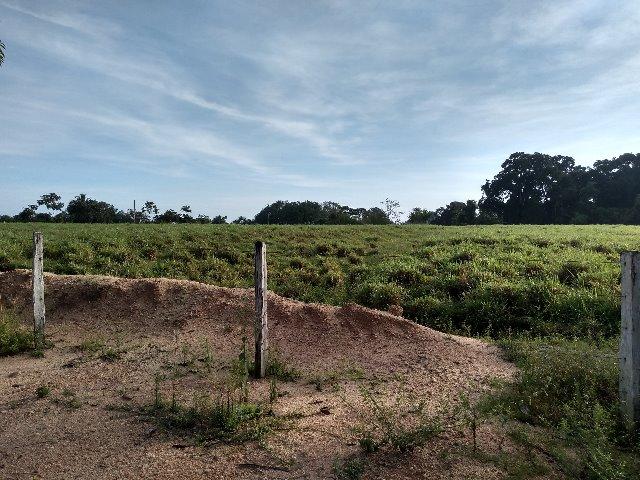 51 alqueires (250 hectares) com 30 alqueires de pasto por 850 mil reais no Pará - Foto 8